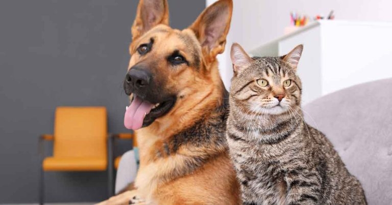 Vets get new guidelines on dog and cat seizure emergency management