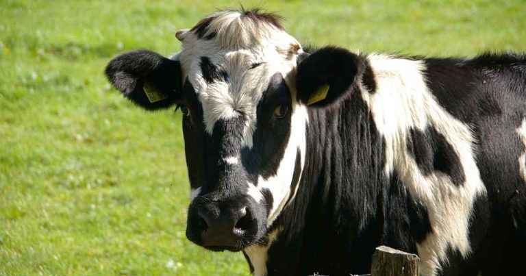 Four more cattle contract bluetongue in Kent
