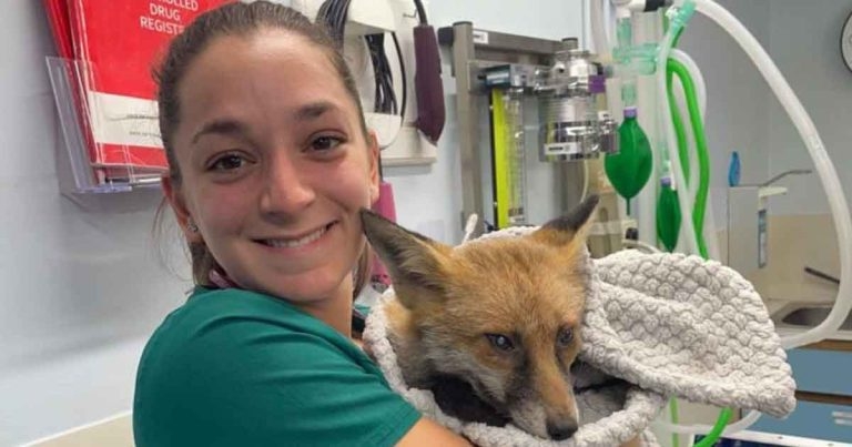 Vets give gift of sight to blind fox Ricky