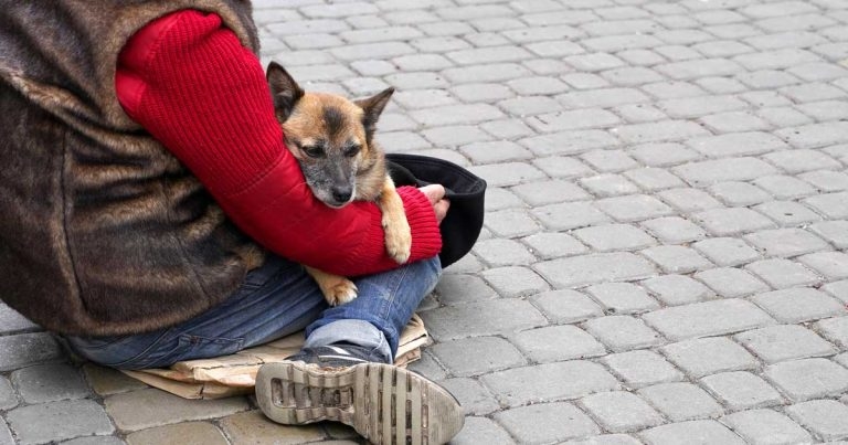 Plea for cross-sector collaboration on homeless pet owner support