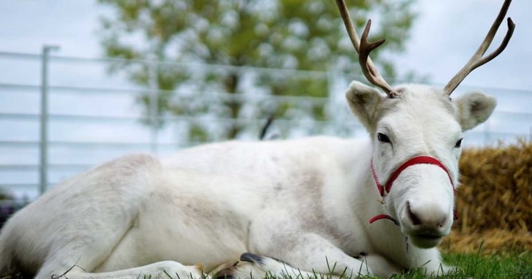 Soft landing for Snowflake after RVC surgery
