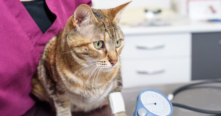 CVS project improves senior cat hypertension screening