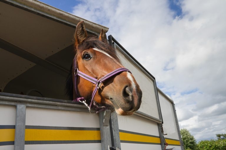 Long fight pays off as live exports ban bill is introduced