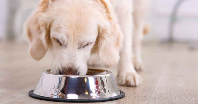 Pet food support scheme hits million meals 