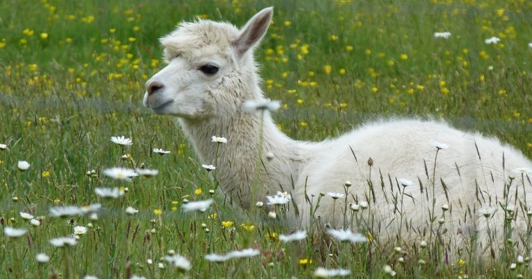 Talk to vets about vitamin supplementation, alpaca owners urged