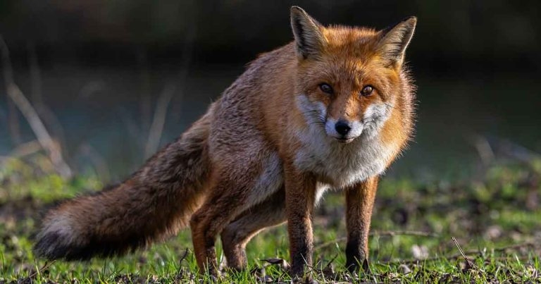 New report reveals slump in wildlife crime convictions