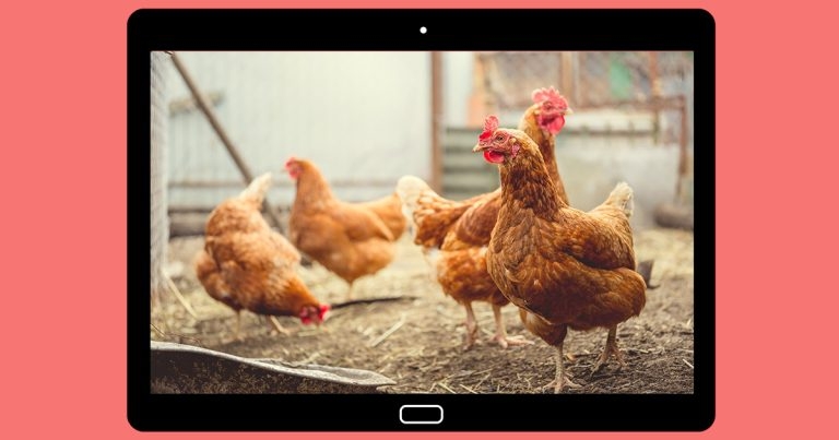 Remote vet inspections to be allowed during bird flu outbreaks