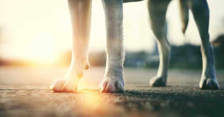 Study raises hope of new meniscal injury diagnosis method