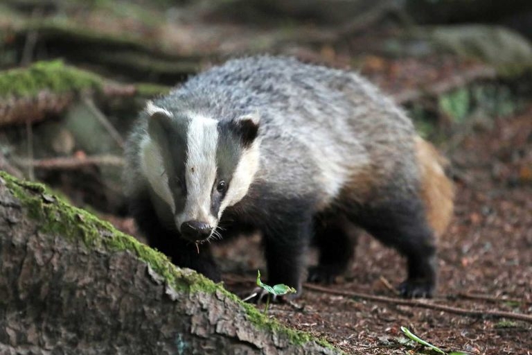 New campaign launches to end badger cull ‘stain’ on England