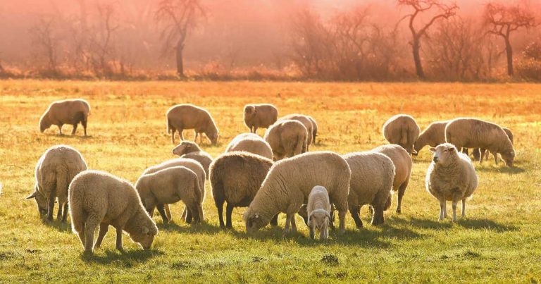 Elanco hosting webinar on flock health