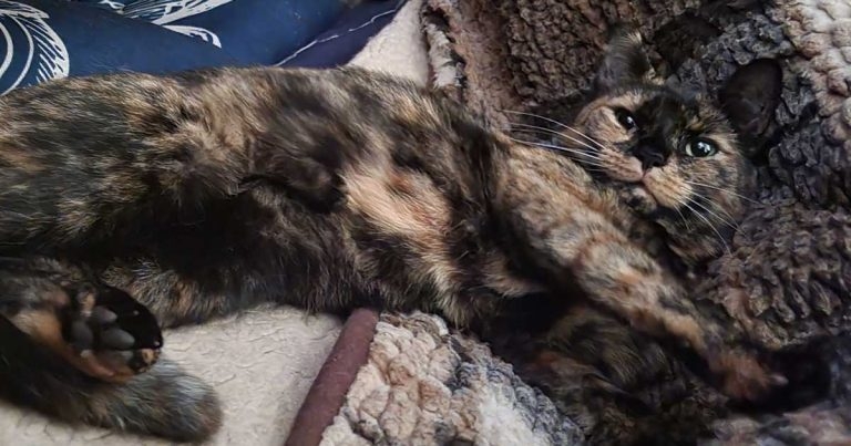 Vets aid cat with pellet in head for two years