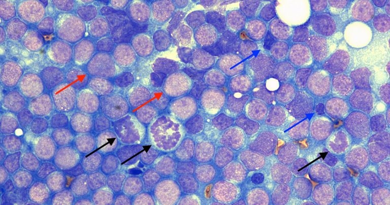 Findings from a retriever with generalised lymphadenopathy