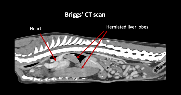 Vets sniff out hernia danger to young canine detective