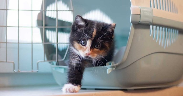 Fresh neutering appeal launches amid ‘unprecedented’ rescue demand