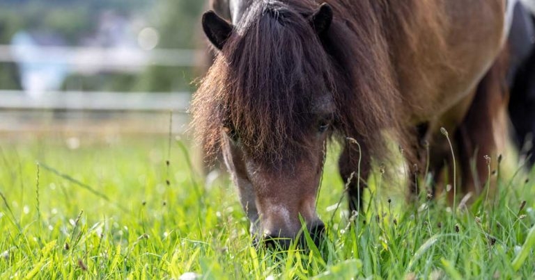 Strip grazing delivers steadier nutrient supply – study
