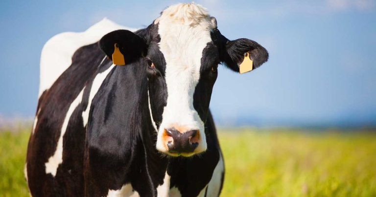 NI vets issue bTB compensation cut warning