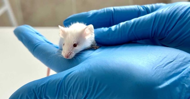 RSPCA welcomes Government plans to reduce animal testing