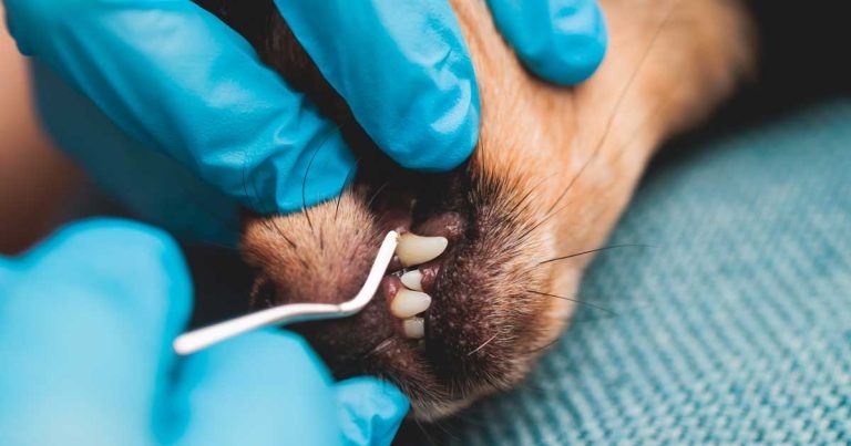 ‘No change’, says RCVS after dentistry rule plan outlined