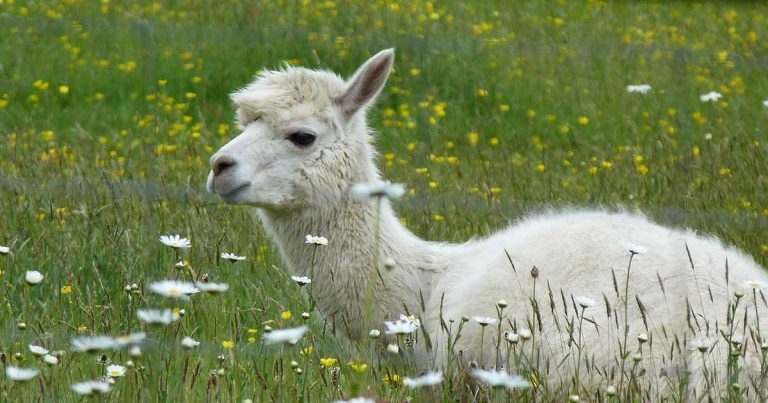 BVA welcomes Government support for livestock worrying bill