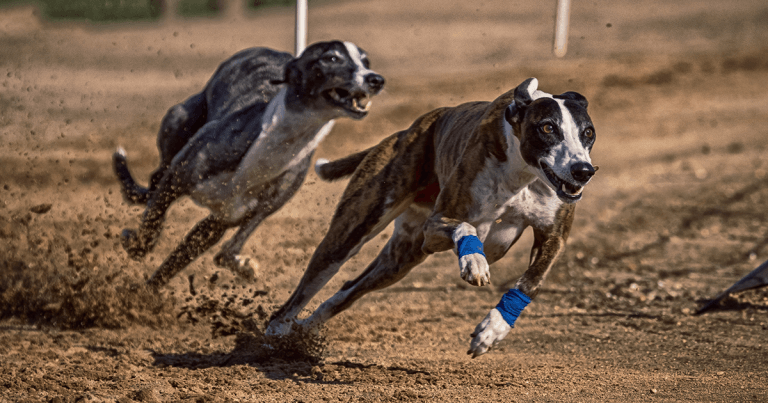 Consultation opens on Scottish greyhound race ban idea
