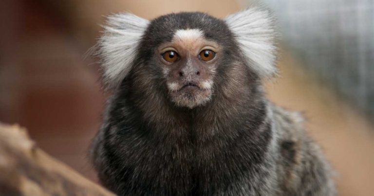 Greater clarity needed on pet primate rules, vet groups warn