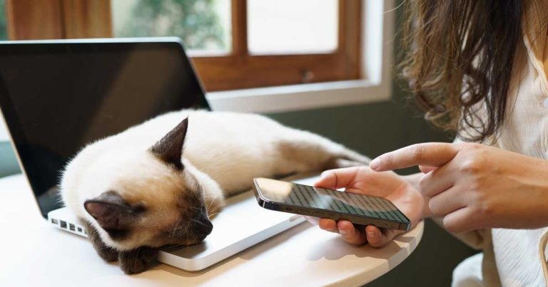 Week-long drive to update microchip details