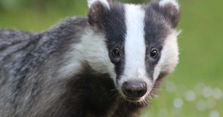 Government facing potential legal action over badger cull 