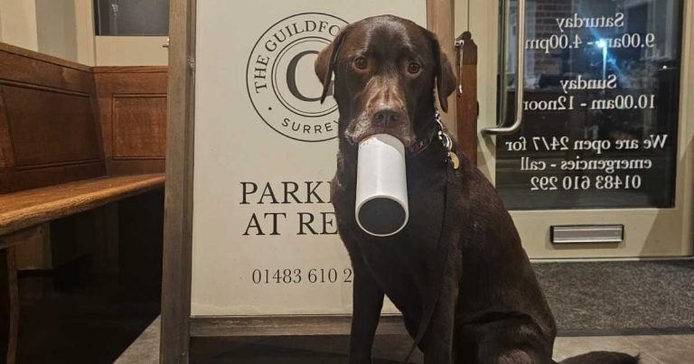 Florence and the machine: angle grinder used to remove flask from Labrador’s mouth