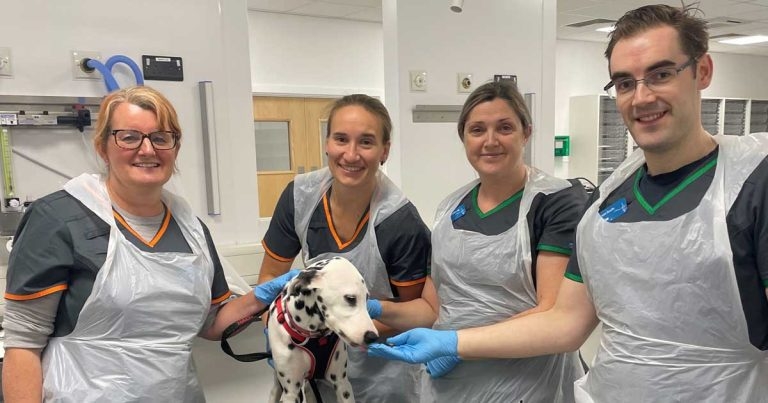 Blaise vets diagnose rare ear abnormality in Dalmatian puppy