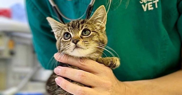 Appeal for vets and nurses to volunteer for neutering programme