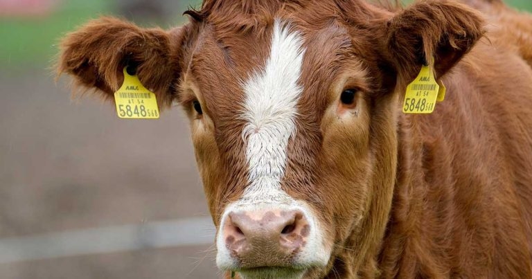 Cattle lungworm treatment survey launches