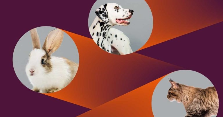 RCVS Knowledge publishes annual neutering outcomes report