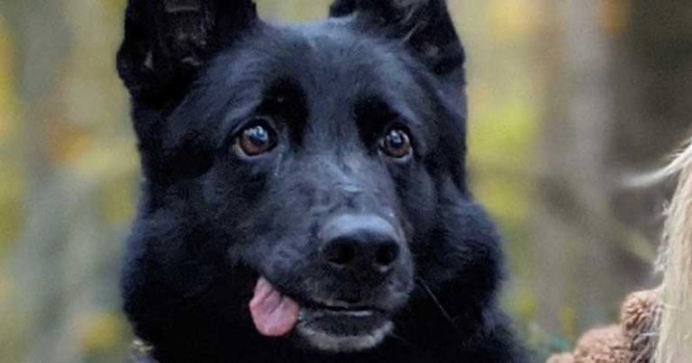 Charity gifts £15k for retired MOD police dog’s vet treatment