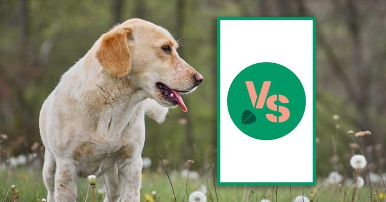 Vet Sustain unveils environment-focused clinical programme