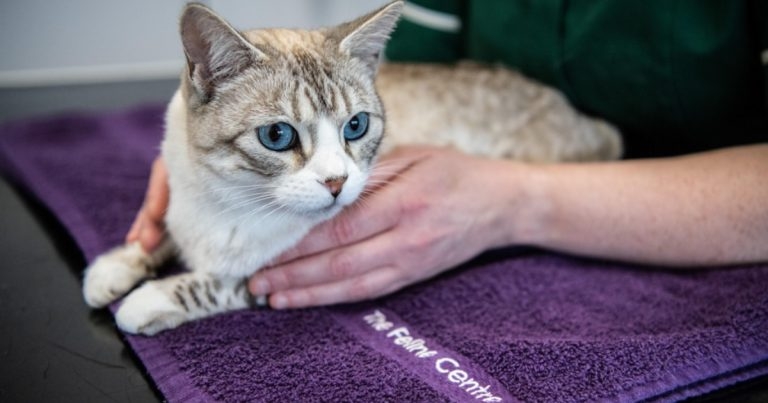 Langford Vets marks 50th anniversary of cat centre with CPD event
