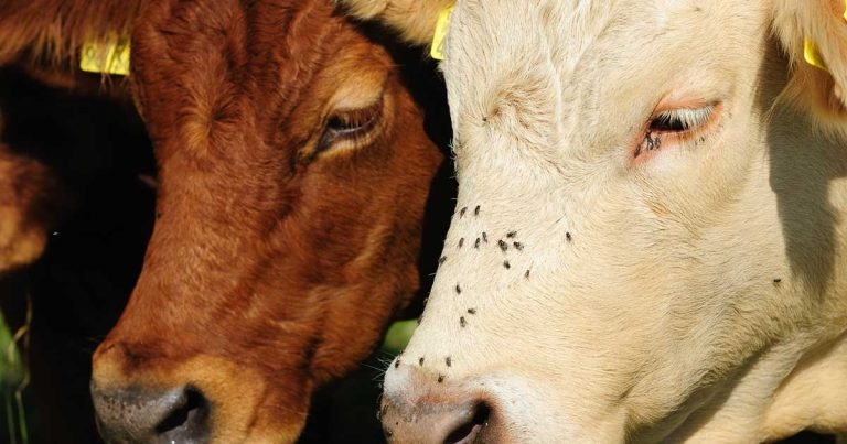 Warning over ‘very high’ risk of new bluetongue infections