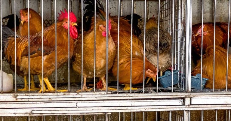 Research warning over avian influenza trading threat