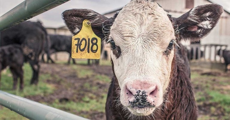 Defra unveils new bluetongue outbreak control framework