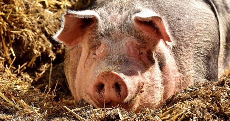 AI-powered tool detects disease in pigs