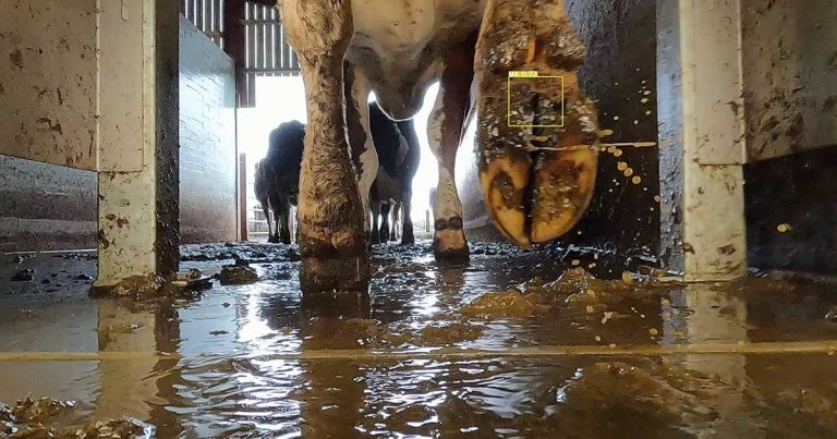 AI cattle lameness detection device launches