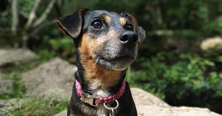 Pixie astounds vets with cancer fight
