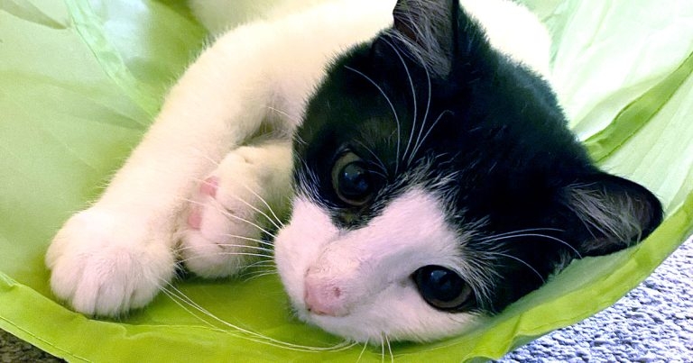 Fighting to save Rocky – kitten with pancytopenia
