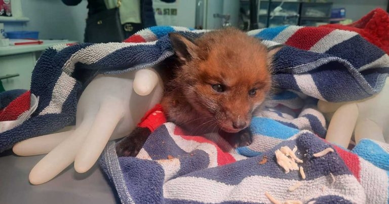 Berry happy ending for fox cub 