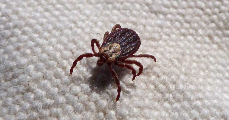 First yearly flea and tick injectable for UK market approved by VMD
