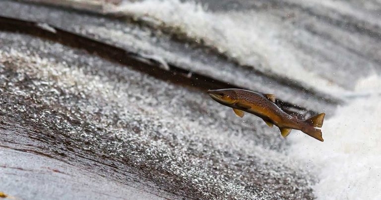 University of Glasgow gets £3 million for aquaculture research