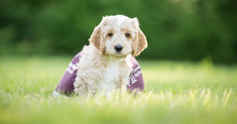CVS chooses Hearing Dogs for Deaf People as annual charity