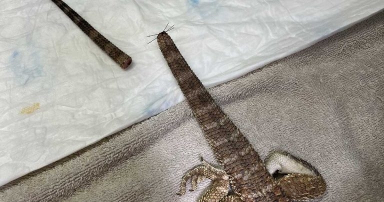 Beard trim: vets amputate Ivar’s dragon tail