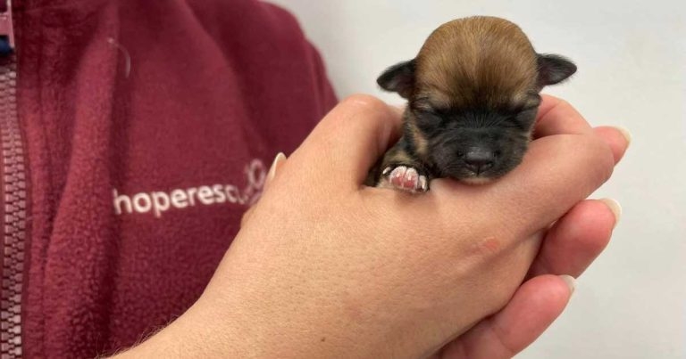 Puppy boom ‘gone bust’: charity speaks of neutering worries