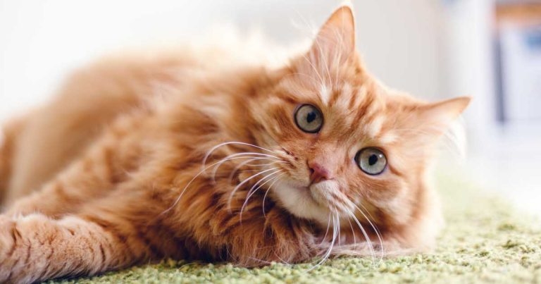 Clinical trials begin for feline CKD product