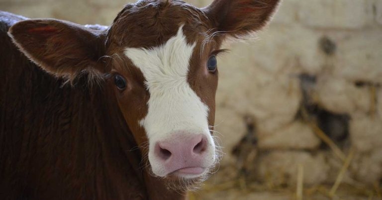 Dyfed Farm Vets campaign aiming to tackle respiratory disease